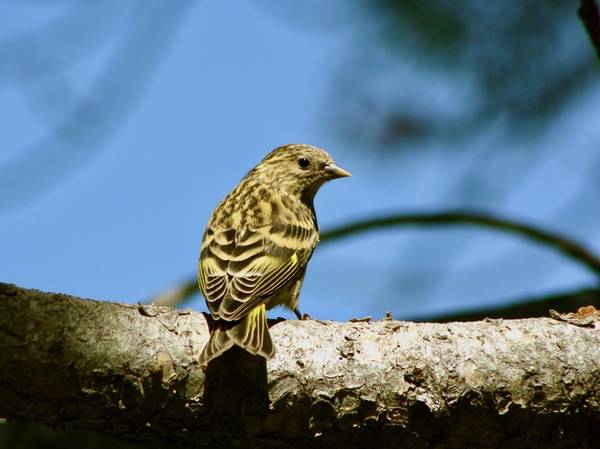 Pine Siskin, Carduelis pinus; adult, back view; in Wyoming by Kati Fleming is licensed under CC BY-SA 3.0.